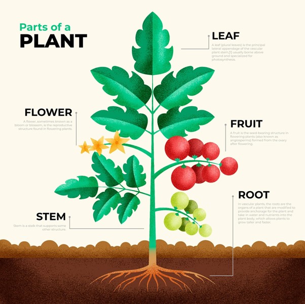 ▷ Cómo se llaman las partes de la planta en inglés: [Guía]